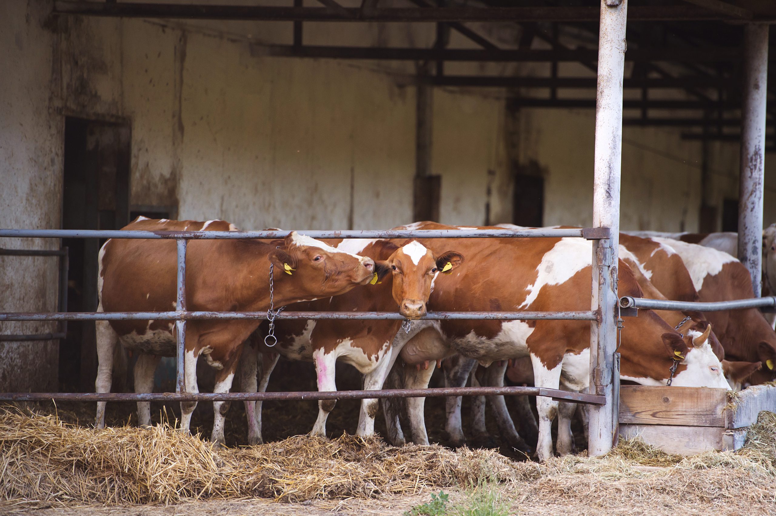 cows-in-a-farm-cowshed-PZ2LCKS-scaled.jpg