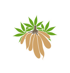 cassava-vector-27591478.jpg